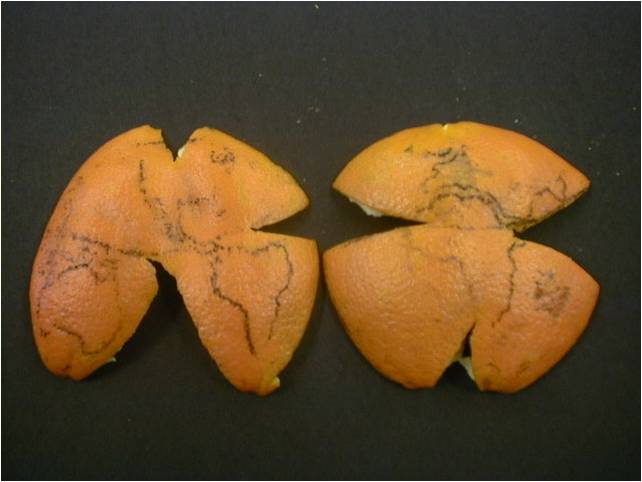 Projection Citrus Peel Example
